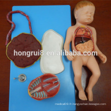 Modèle anatomique anatomique du fœtus avec Viscus et Placenta